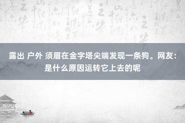 露出 户外 须眉在金字塔尖端发现一条狗。网友：是什么原因运转它上去的呢